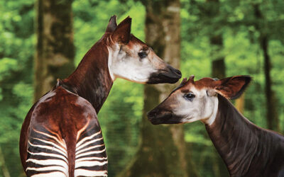 Okapi : entre le zèbre et la girafe