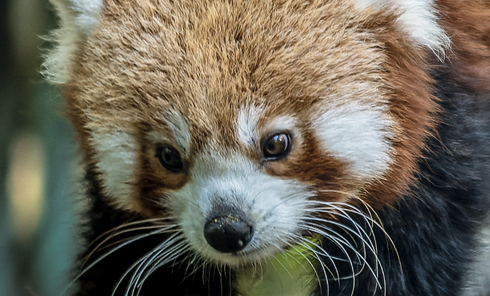 Terres de Nataé - Panda roux - Protection des espèces menacées - Pont-Scorff